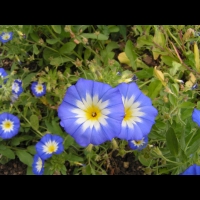 Belle-de-jour, Convolvulus tricolor L. (subsp. tricolor, fam Convolvulacees, Eur., Afr. Nord) (2)